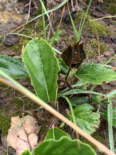 Thistle Pricklehead (Crabbea cirsioides)
