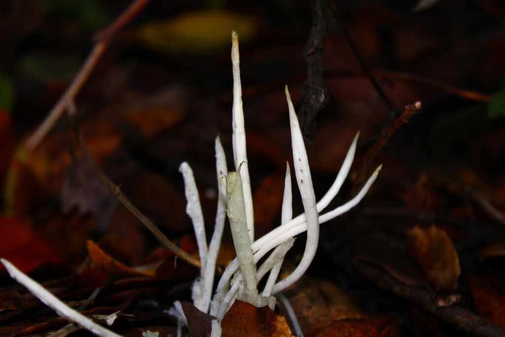 Clavaria fragilis · December 2025 · photo: © dominic (iNaturalist, cc-by)