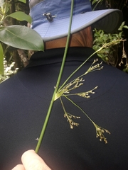 Juncus pauciflorus