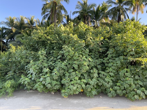 Hibiscus tiliaceus