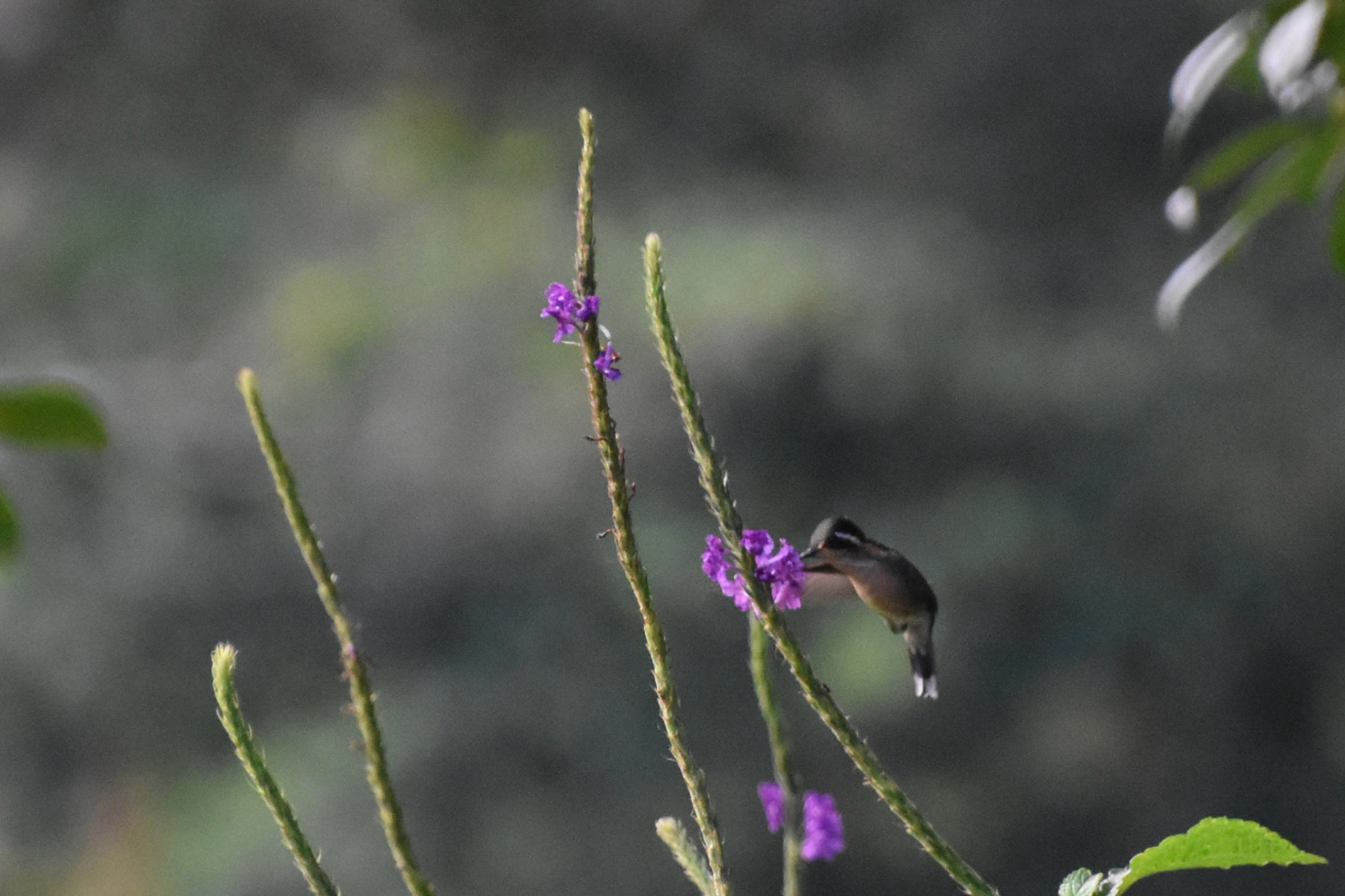 Purple-throated Mountaingem (Lampornis calolaemus), photo 2