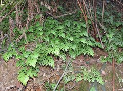 Selaginella doederleinii