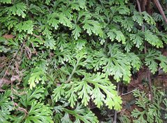 Selaginella doederleinii