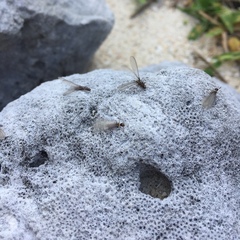 Reticulitermes okinawanus