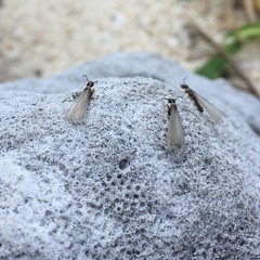 Reticulitermes okinawanus