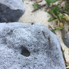 Reticulitermes okinawanus