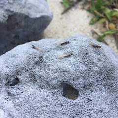 Reticulitermes okinawanus