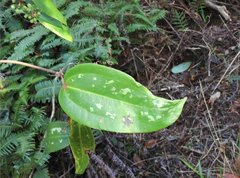 Smilax glabra