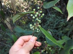 Smilax glabra