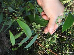 Smilax glabra