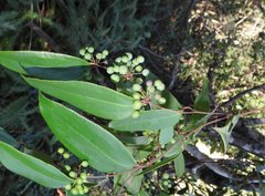 Smilax glabra