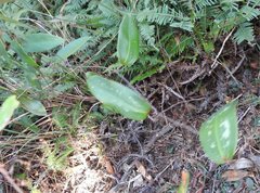 Smilax glabra