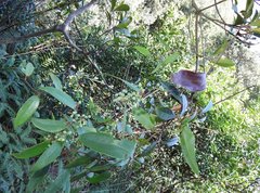 Smilax glabra