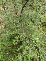 Coprosma microcarpa