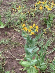 Senecio latifolius