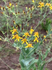 Senecio latifolius