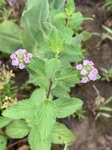 Lantana rugosa image