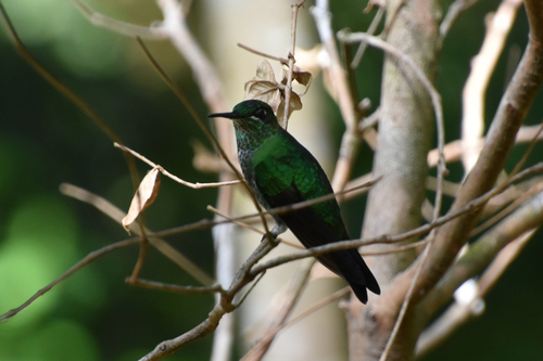 Green-crowned Brilliant (Heliodoxa jacula), photo 4