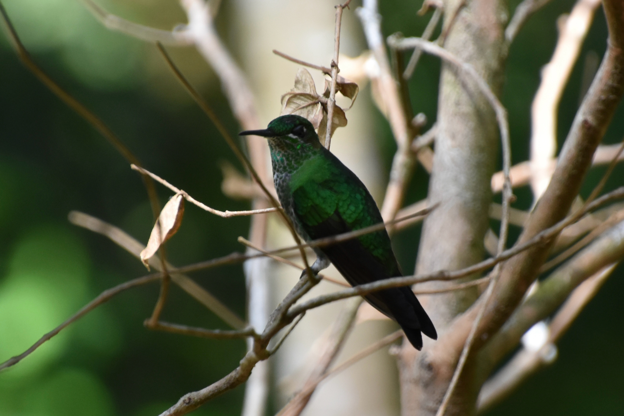 Green-crowned Brilliant (Heliodoxa jacula), photo 4
