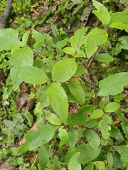 Coprosma tenuifolia