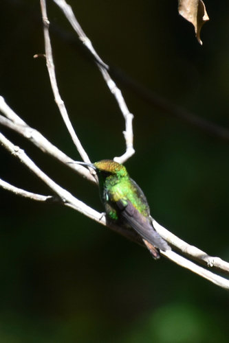 Coppery-headed Emerald (Microchera cupreiceps)