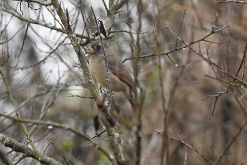 Pyrrhuloxia (Cardinalis sinuatus), photo 3