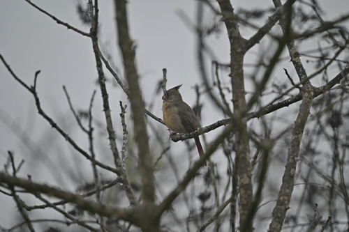 Pyrrhuloxia (Cardinalis sinuatus), photo 4