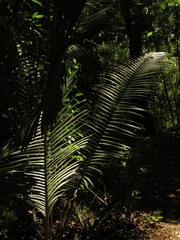 Ceroxylon alpinum