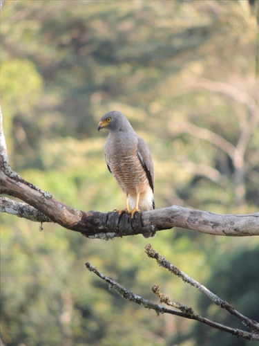 Roadside Hawk (Rupornis magnirostris), photo 5