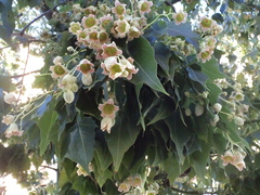 Brachychiton populneus