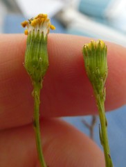 Senecio rosmarinifolius