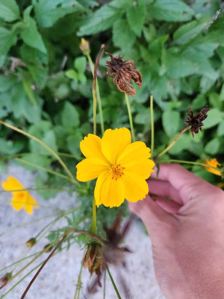 Cosmos sulphureus – Cosmos sulphureus