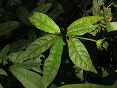 Pavonia pseudotyphalaea