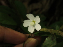 Pavonia pseudotyphalaea