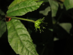 Pavonia pseudotyphalaea