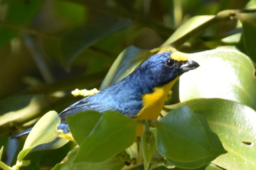 Yellow-throated Euphonia (Euphonia hirundinacea), photo 3