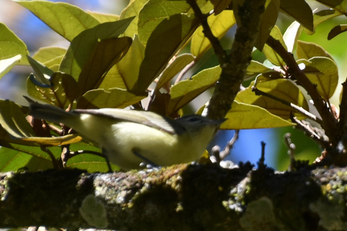 Philadelphia Vireo (Vireo philadelphicus), photo 4