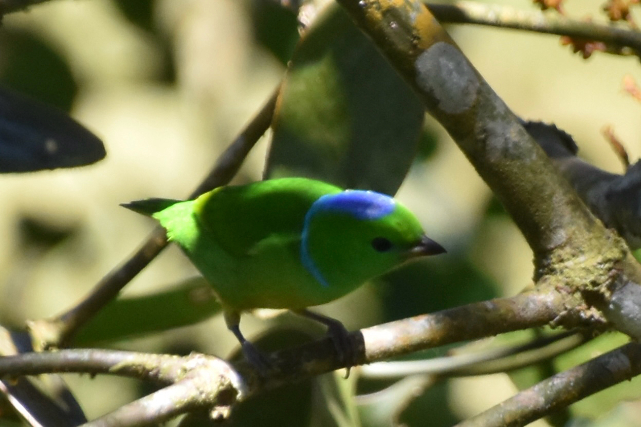 Golden-browed Chlorophonia (Chlorophonia callophrys), photo 5