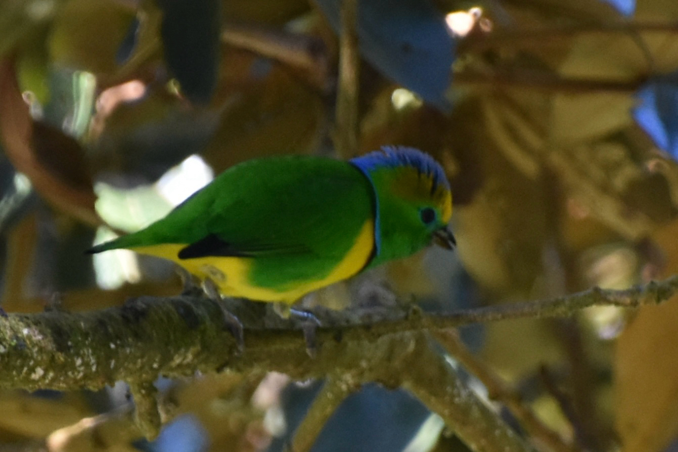Golden-browed Chlorophonia (Chlorophonia callophrys), photo 3