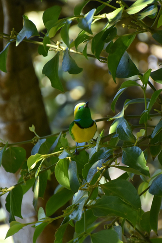 Golden-browed Chlorophonia (Chlorophonia callophrys), photo 4