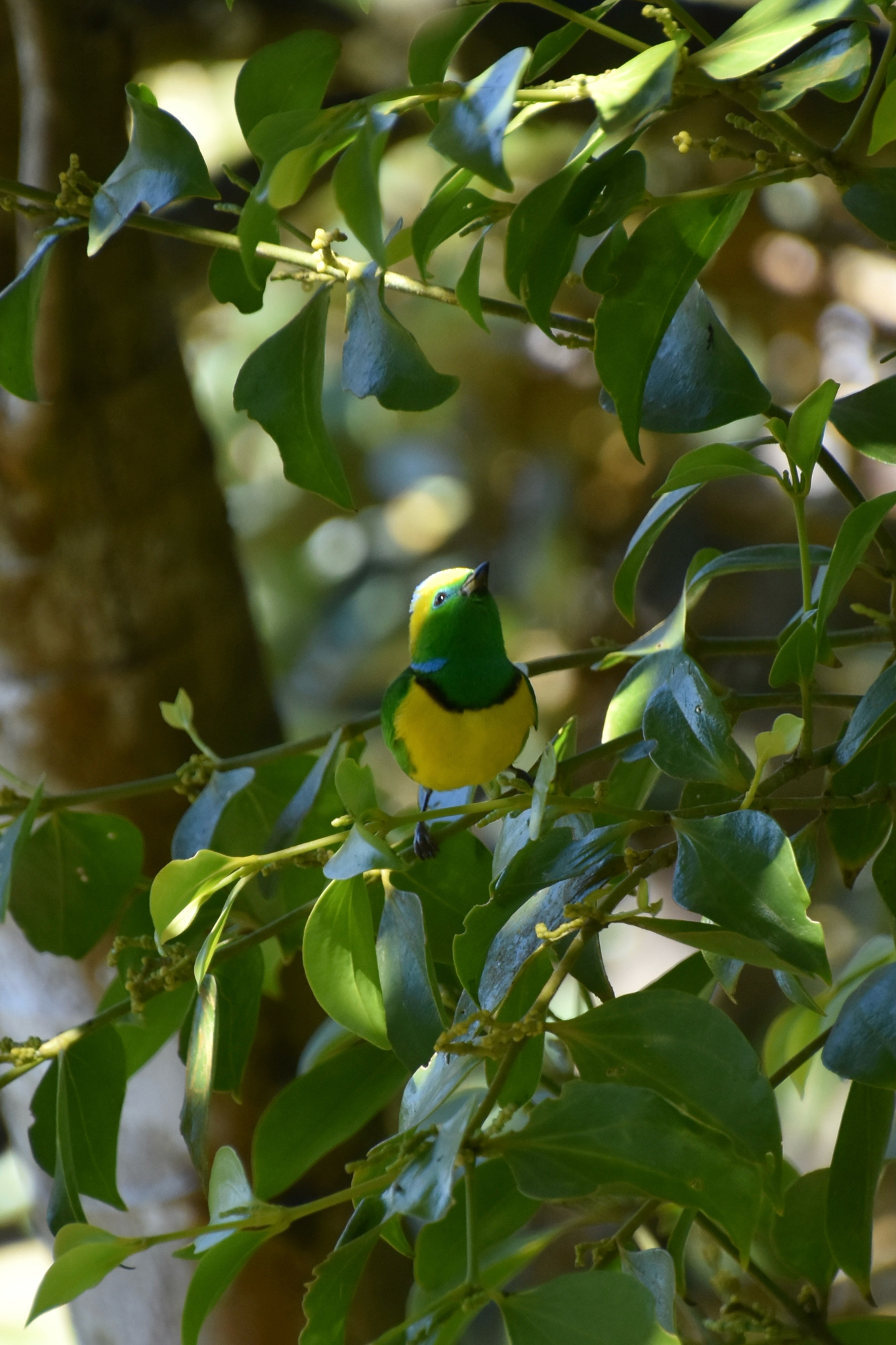 Golden-browed Chlorophonia (Chlorophonia callophrys), photo 4