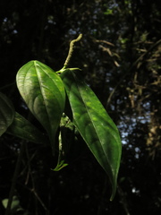Piper lenticellosum