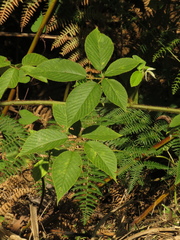 Rubus urticifolius