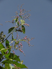 Lepidaploa canescens