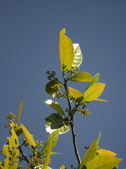 Beilschmiedia pendula