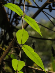 Mandevilla speciosa