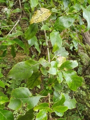 Coprosma tenuifolia