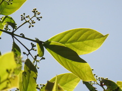 Beilschmiedia pendula