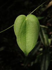 Dioscorea coriacea