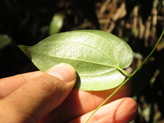Dioscorea coriacea